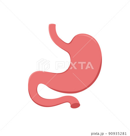 Stomach icon. Human internal organs symbol. Digestive system anatomy. Vector illustration on white background 90935281
