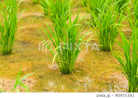 田んぼの稲 田んぼの稲 90935381