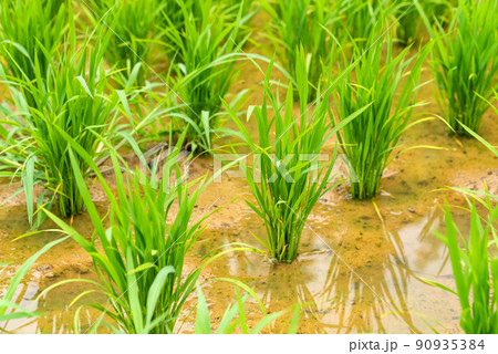 田んぼの稲 90935384