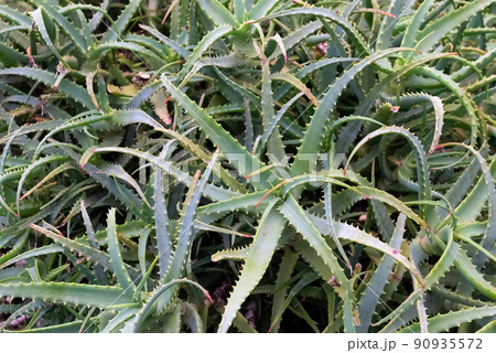 アロエ畑 90935572