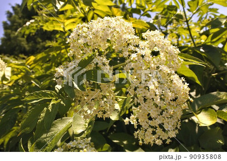 セイヨウニワトコの花 セイヨウニワトコの花 90935808