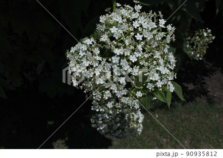 セイヨウニワトコの花 90935812