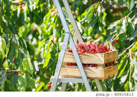 ripe cherries in wooden crate on ladder outdoors ripe cherries in wooden crate on ladder outdoors 90935813