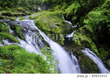 初夏の新緑が美しい菊池渓谷 90935914