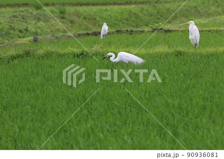 ゆずの里埼玉県毛呂山町の緑が綺麗な早苗水田に舞い降りて獲物を捕らえたチュウサギと畦道に居る二羽の白鷺 90936081