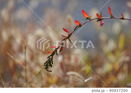 春夏秋冬　色鮮やかな秋の風景　紅葉 90937200