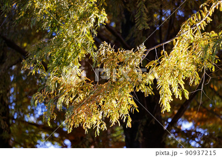 春夏秋冬 色鮮やかな秋の風景 紅葉 春夏秋冬 色鮮やかな秋の風景 紅葉 90937215