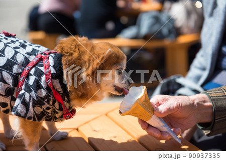 Pomeranian dog in traditional yukata dress eat icecream 90937335