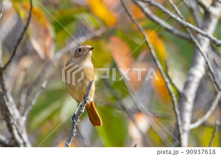 愛らしい仕草の冬鳥 ジョウビタキの雌 愛らしい仕草の冬鳥 ジョウビタキの雌 90937618