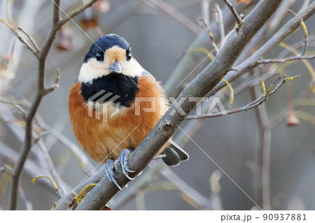 鳴き真似や芸をこなす器用な鳥 ヤマガラの写真素材 [90937881] - PIXTA