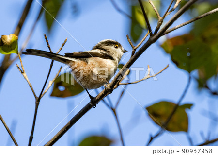 愛くるしい仕草で小さな白い鳥 エナガ 90937958