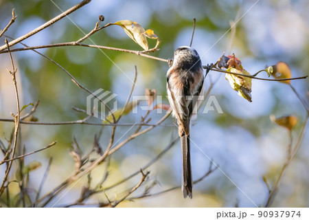 愛くるしい仕草で小さな白い鳥 エナガ 愛くるしい仕草で小さな白い鳥 エナガ 90937974