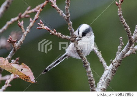 愛くるしい仕草で小さな白い鳥 エナガ 90937996