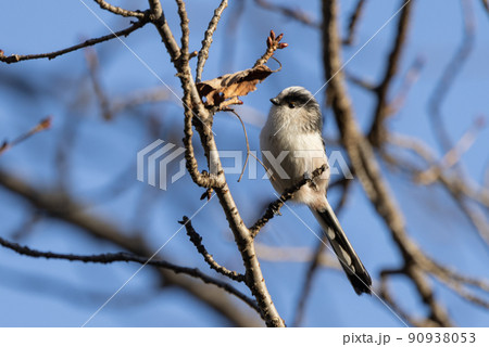 愛くるしい仕草で小さな白い鳥 エナガ 90938053