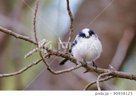 愛くるしい仕草で小さな白い鳥 エナガ 90938125