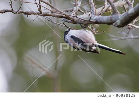 愛くるしい仕草で小さな白い鳥 エナガ 愛くるしい仕草で小さな白い鳥 エナガ 90938128
