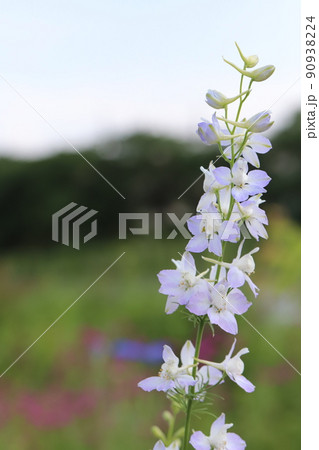 春の日本の公園に咲く薄紫色のチドリソウの花 春の日本の公園に咲く薄紫色のチドリソウの花 90938224