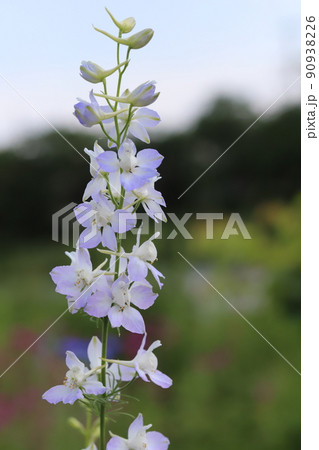 春の日本の公園に咲く薄紫色のチドリソウの花 90938226