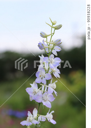 春の日本の公園に咲く薄紫色のチドリソウの花 春の日本の公園に咲く薄紫色のチドリソウの花 90938228