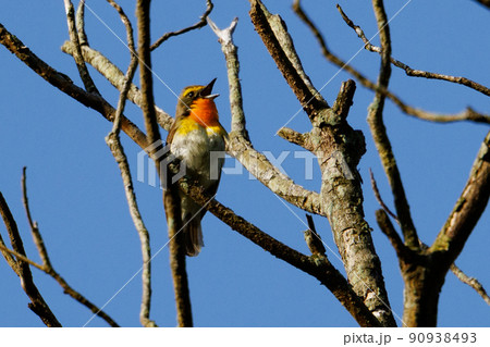 カラフルな容姿で、雌を誘うために高らかに歌う夏鳥　キビタキ 90938493