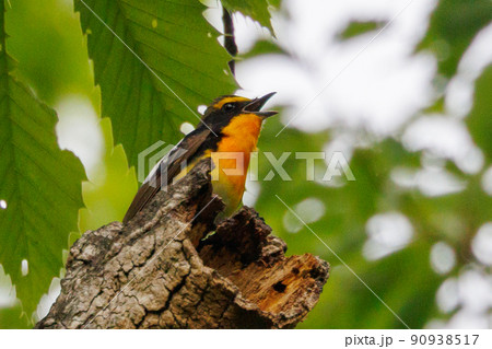 カラフルな容姿で、雌を誘うために高らかに歌う夏鳥 キビタキ カラフルな容姿で、雌を誘うために高らかに歌う夏鳥 キビタキ 90938517