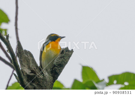 カラフルな容姿で、雌を誘うために高らかに歌う夏鳥 キビタキ カラフルな容姿で、雌を誘うために高らかに歌う夏鳥 キビタキ 90938531
