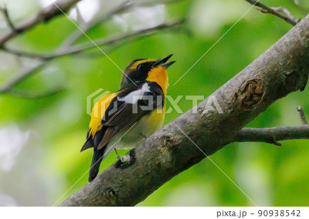 カラフルな容姿で、雌を誘うために高らかに歌う夏鳥　キビタキ 90938542