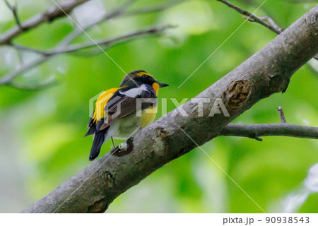 カラフルな容姿で、雌を誘うために高らかに歌う夏鳥　キビタキ 90938543