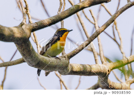カラフルな容姿で、雌を誘うために高らかに歌う夏鳥　キビタキ 90938590