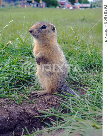Baby gopher is sitting in its hole and looking around. 90938592