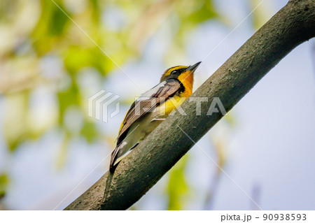 カラフルな容姿で、雌を誘うために高らかに歌う夏鳥　キビタキ 90938593