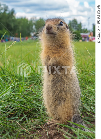 Baby gopher is sitting in its hole and looking at camera. 90938596