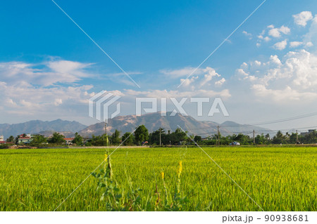 fresh green paddy rice with blue sky blured. organic plant growing by organic fertilizers 90938681