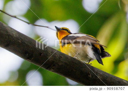 カラフルな容姿で、雌を誘うために高らかに歌う夏鳥　キビタキ 90938707
