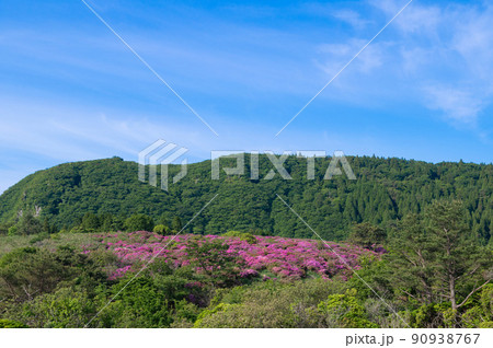 万年山登山・ミヤマキリシマ群生地 90938767