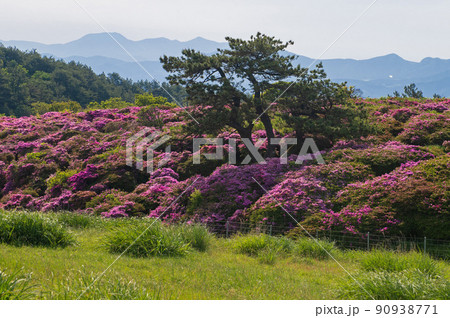 万年山登山・ミヤマキリシマ群生地 90938771