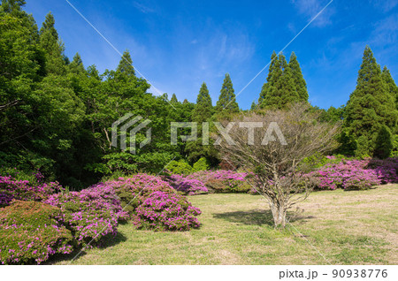 万年山登山・登山道付近のミヤマキリシマ 90938776