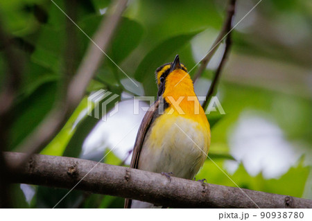 カラフルな容姿で、雌を誘うために高らかに歌う夏鳥 キビタキ カラフルな容姿で、雌を誘うために高らかに歌う夏鳥 キビタキ 90938780