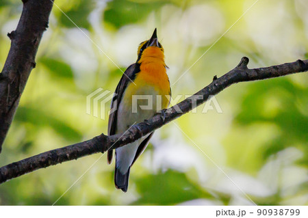 カラフルな容姿で、雌を誘うために高らかに歌う夏鳥　キビタキ 90938799