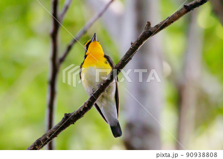 カラフルな容姿で、雌を誘うために高らかに歌う夏鳥　キビタキ 90938808