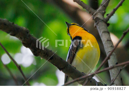カラフルな容姿で、雌を誘うために高らかに歌う夏鳥　キビタキ 90938827