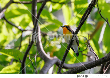 カラフルな容姿で、雌を誘うために高らかに歌う夏鳥　キビタキ 90938829