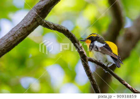 カラフルな容姿で、雌を誘うために高らかに歌う夏鳥　キビタキ 90938859