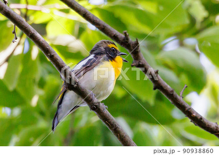 カラフルな容姿で、雌を誘うために高らかに歌う夏鳥　キビタキ 90938860