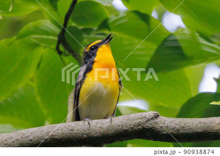 カラフルな容姿で、雌を誘うために高らかに歌う夏鳥　キビタキ 90938874