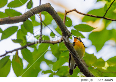 カラフルな容姿で、雌を誘うために高らかに歌う夏鳥　キビタキ 90938889