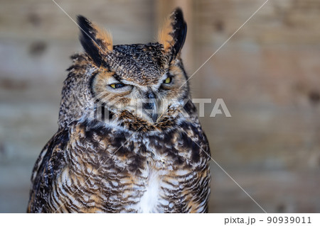 Long-eared owl, Asio otus, northern long-eared owl, lesser horned owl or cat owl 90939011