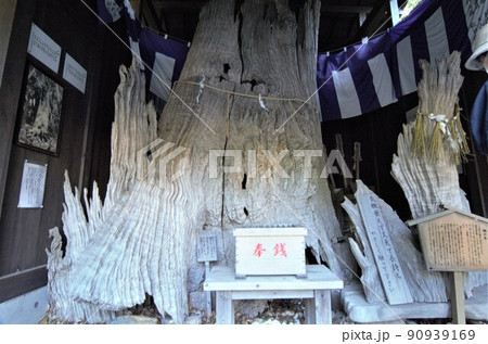 女性の願いをかなえる神明神社の古い木 女性の願いをかなえる神明神社の古い木 90939169