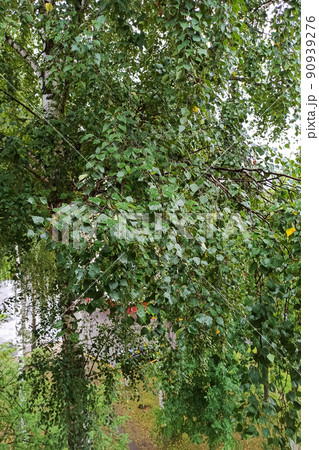 Green leaves on a birch branches closeup Green leaves on a birch branches closeup 90939276