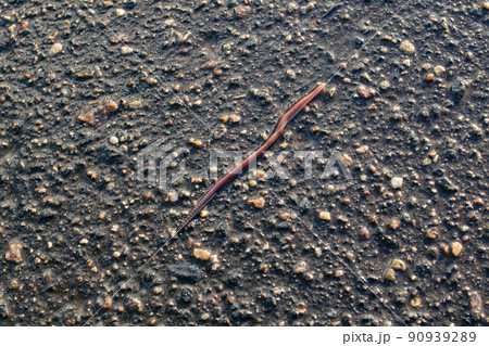 Red earthworm on wet asphalt close up 90939289